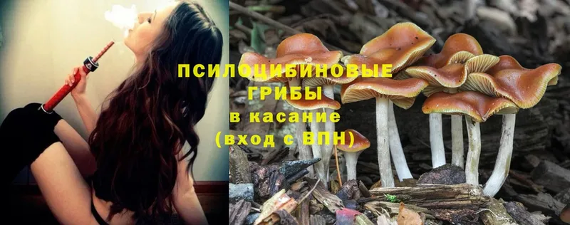 Псилоцибиновые грибы MAGIC MUSHROOMS  как найти закладки  Приволжск 